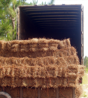 wholesale square pine straw bales sold by truckload